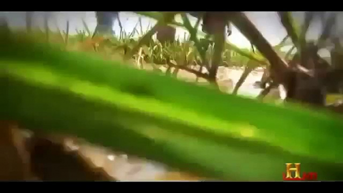 Man Eating Anacondas History documentary 2015