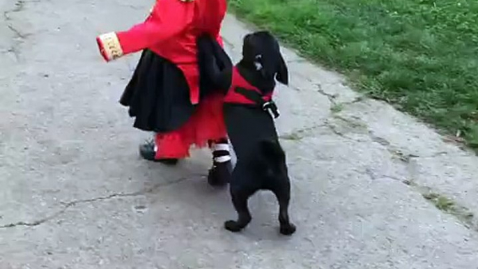 Pug Puppy Plays with Little Girl