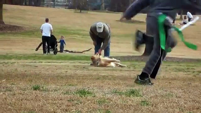 Lazy Dog Doesnt Want To Leave The Park