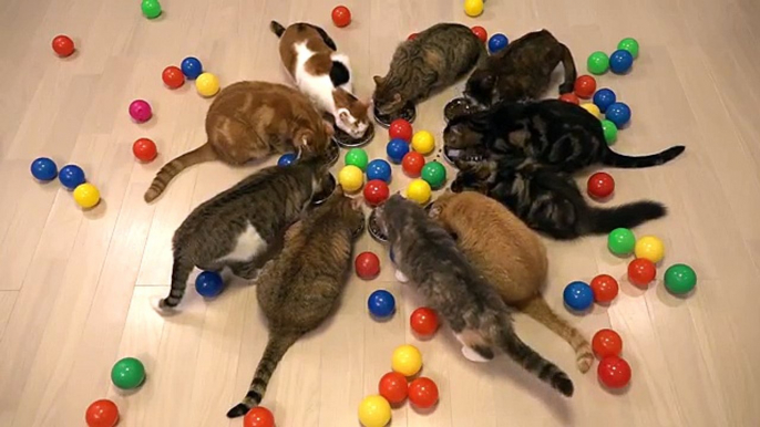 10 Cats Eat  Family Meals Together Every Day☆毎日一緒に食べる10匹の猫