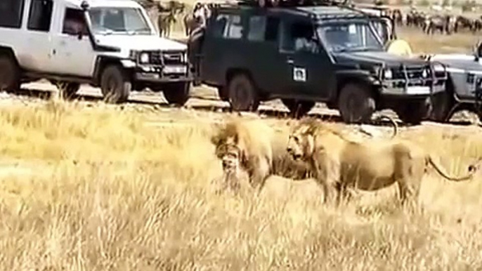 Two Lions Vs one Hyena Deadly Fight 双狮对1鬣狗致命的战斗