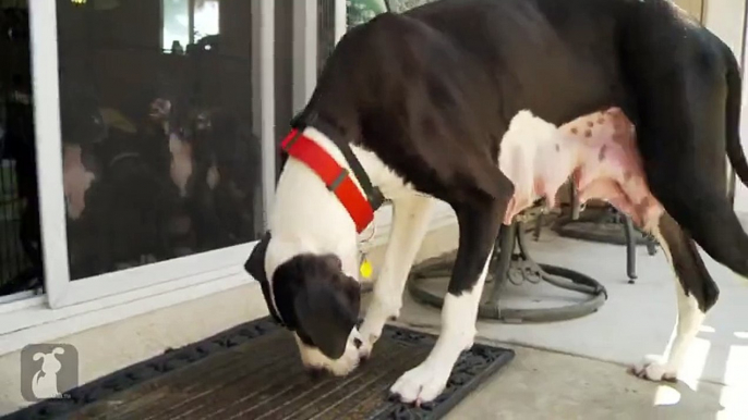 Spoiled Great Dane Throws Hissy Fit | Tantrum Pup