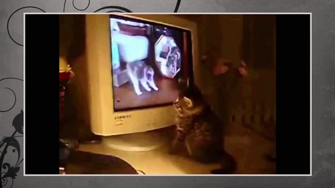 Best Funny Animal 2015 - Cat watching TV