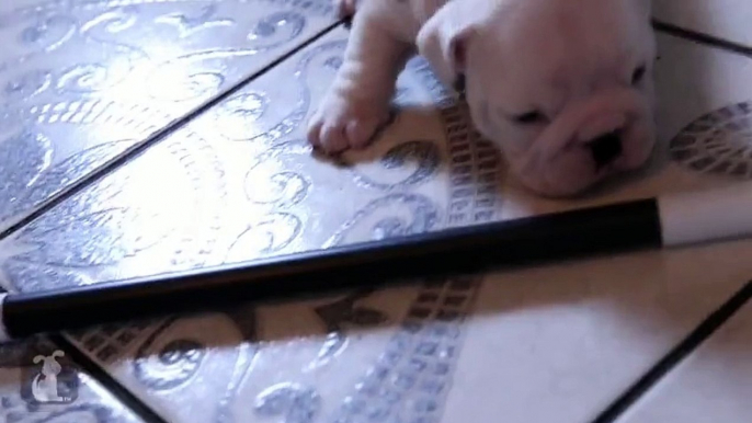 Wrinkly Bulldog Puppy Parties TOO HARD! SO DARN CUTE! - Puppy Love