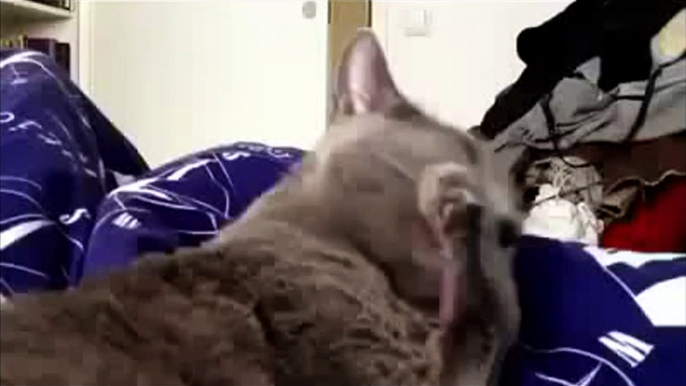 Cat Forgot Her Tongue Out, Funny Cat#23