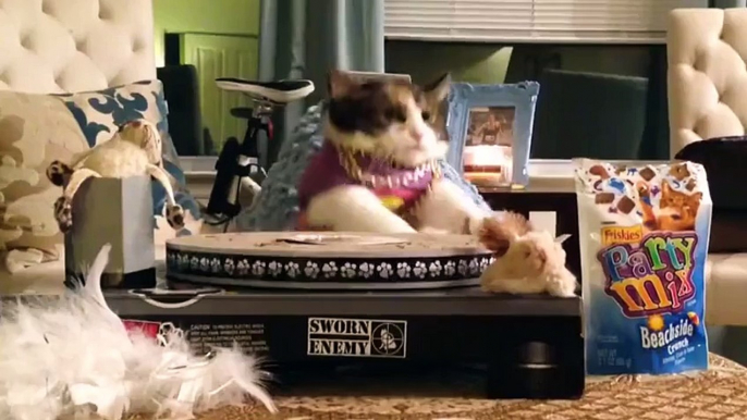 EDM Cats (Funny Cats Compilation)