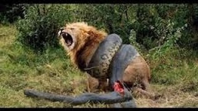 Lions Documentary Lions, Hyenas, Elephants Real Fight Animals Documentaries Film