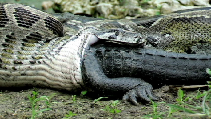 Python eats Alligator 02, Time Lapse Speed