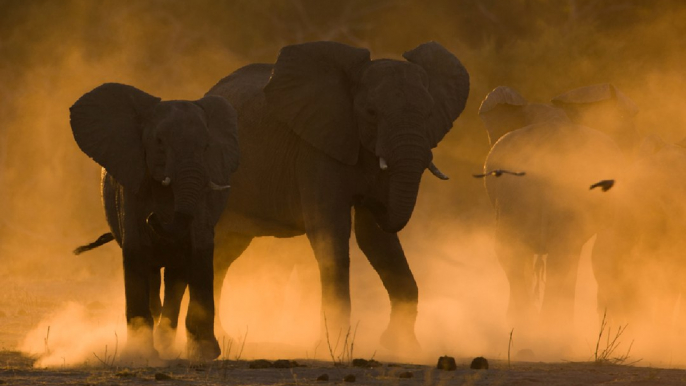 Sand Art  Wild Animals in Africa Castilloby Joe