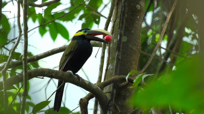 Really Wild Animals  Totally Tropical Rainforest