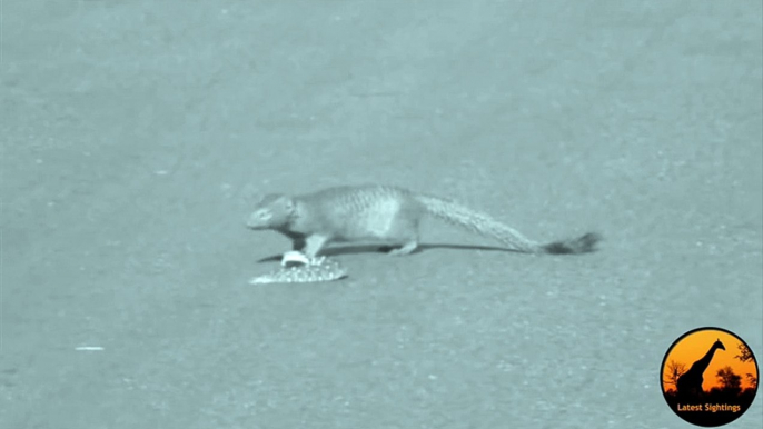 Slender Mongoose Interaction With Puff Adder (Black & White) - Latest Wildlife Sightings