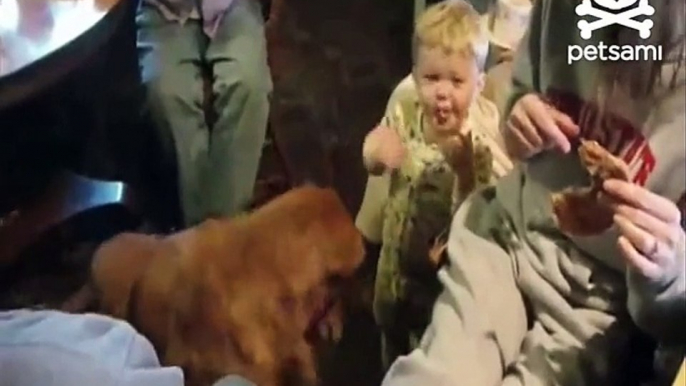 DOG eats babys food, DOG cries with Baby, CUTENESS overload!