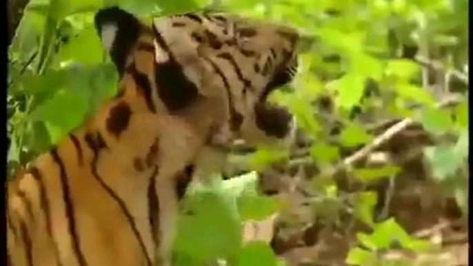 A monkey bullies two tigers! (Funniest Video Ever)