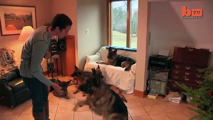 Dog Whisperer- Trainer Walks Pack Of Dogs Without A Leash