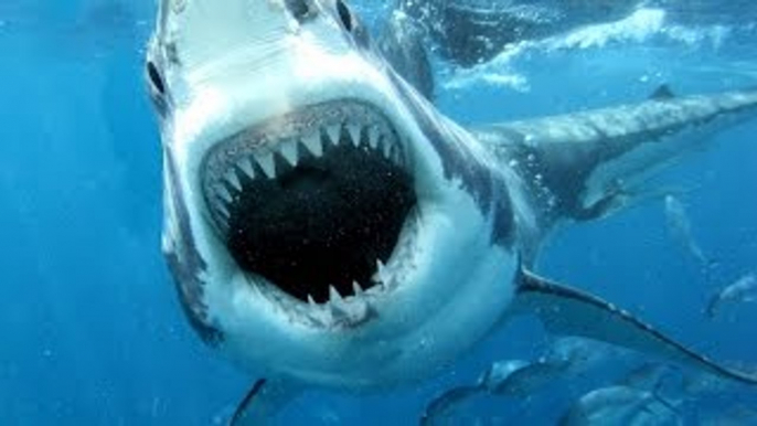 Wild discovery channel animals Shark Of Lost Island National Geographic documentary Animal