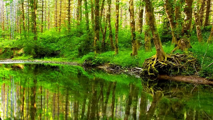 Música Relajante de la Naturaleza con Sonidos de Agua: Meditación, Yoga, Tai Chi, Reiki, Pilates