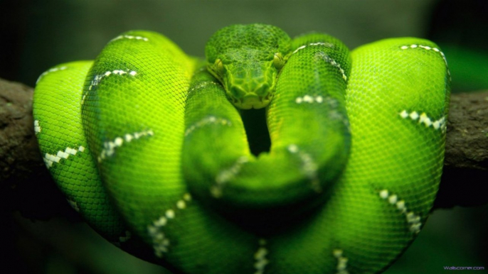 Spotted Bush Snake fightsGecko huge