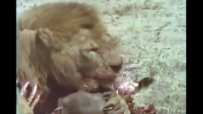 15 lion vs hyena a terrible fight