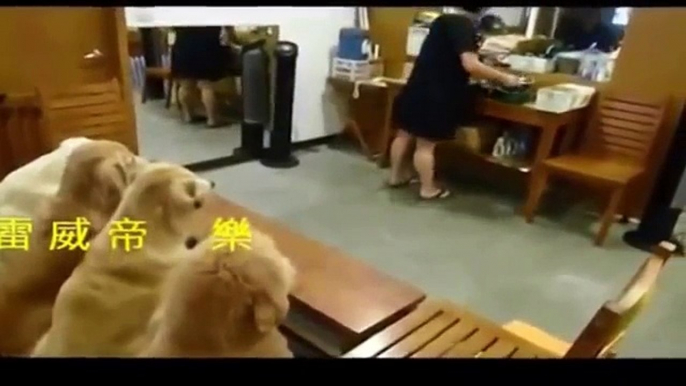 Top 5 Discipline Dogs Videos Compilation 2015