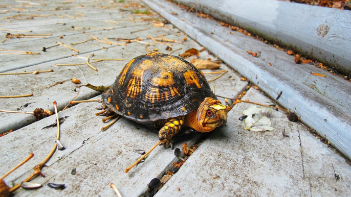 Eastern Box Turtle - This little guy was on our deck this morning!