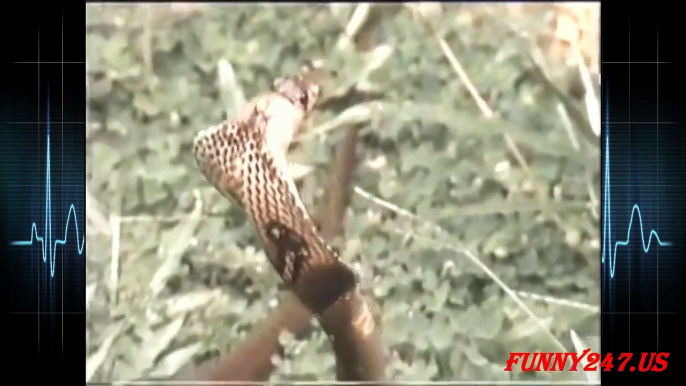 Eagle vs Snake fighting real life ☆ Animals Attack