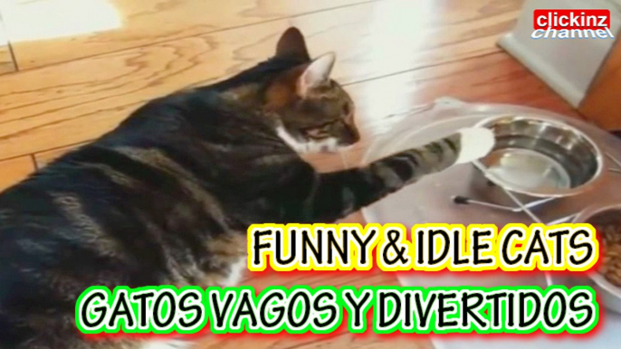 Funny cats compilation Amusing Gracious Droll Sleeping Idle cat COMPILACION Recopilación de VIDEOS de GATOS DIVERTIDOS VAGOS graciosos holgazanes dormilones gato vago dormilon dormido gracioso divertido holgazan VAGUE Idle cat SLEEPY sleep sleeping