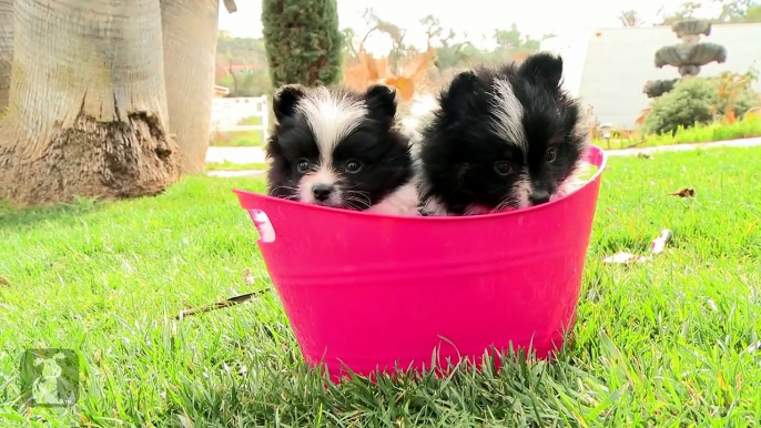 Fluffy Pomeranian Puppies Are Pure Magic - Puppy Love