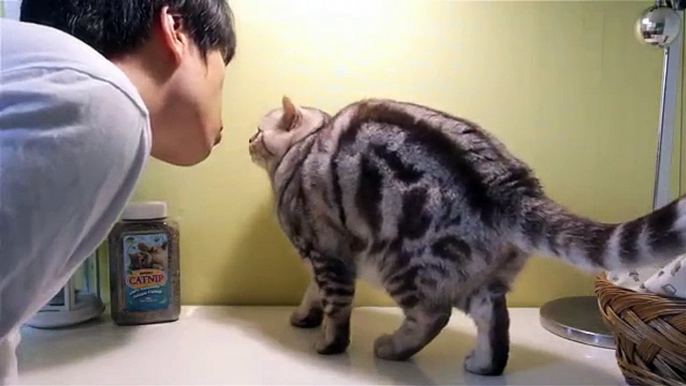 These Cats Are Really Sick Of Hooman's Kissing Attempt