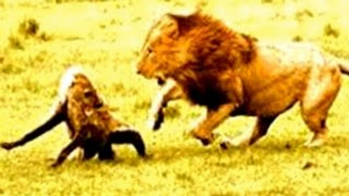 Documentário de Leōes A Vingança de Leão [HIENAS COMEM LEOA!!!] Especial da NATIONAL GEOGR