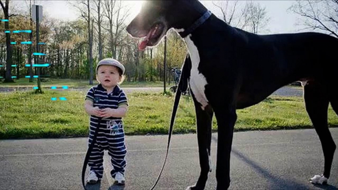 Babies and dogs take each other for a walk - Funny and cute compilation