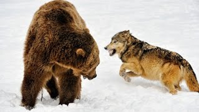 Discovery wild animals attack Wolves vs Grizzly Bears Discovery channel documentary films