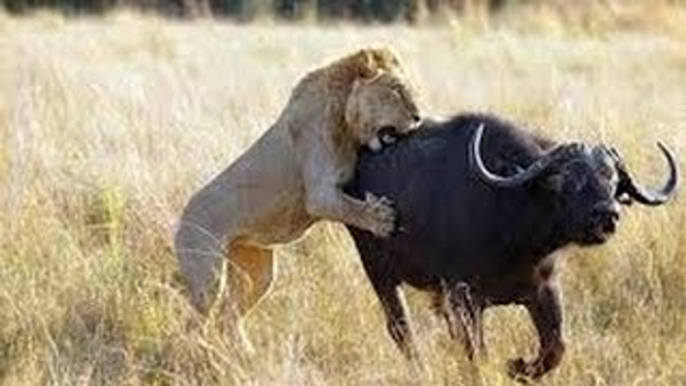 Documentary Animals WILD Lions Hunting Discovery Animals Documentary Shap LionsTV