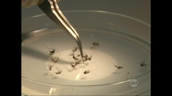 Funcionários do setor elétrico vão ajudar no combate ao Aedes Aegypti