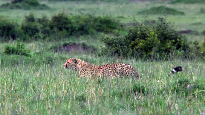 African Cats  Chasing A Dog - Clip