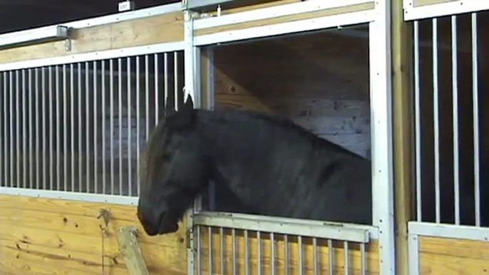 Horses Kept Disappearing, So A Camera Was Set Up To Find Out How… Now We Know!!