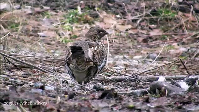 Winter Willow Ptarmigan