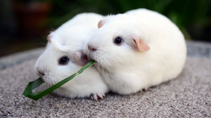 Guinea Pigs Eat Same Blade of Grass