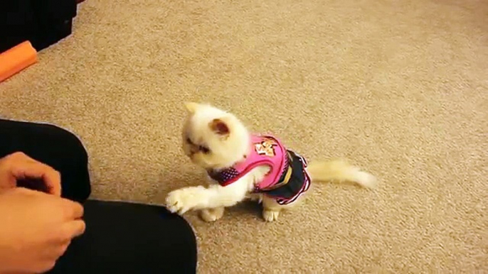 Cat training- Marie learns basic commands