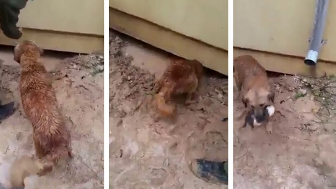 A Dog saves her from drowning puppy fetching it under a house