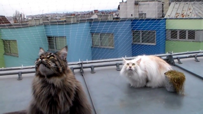 Écoutez donc ces chats Maine Coons en pleine conversation avec des oiseaux !