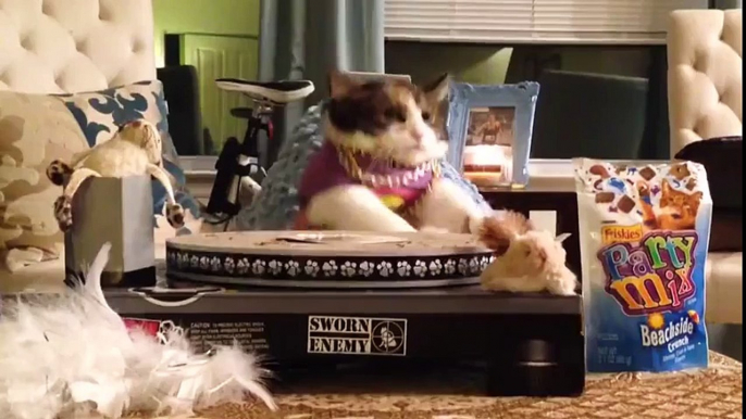 EDM Cats (Funny Cats Compilation)