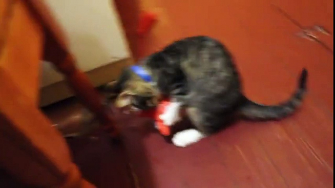 Funny cat found new toy