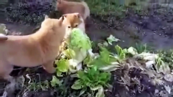 Akita Inu giving birth Animals Giving Birth