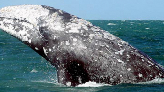 Top 10 largest whale in the  world, largest whale, whales, Blue Whale, Bowhead Whale, Fin Whale, Gray Whale, Humpback whale, North Atlantic right whale,  North Pacific right whale, Sei Whale, Southern right whale, Sperm Whale