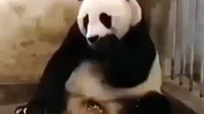 The Sneezing Baby Panda Funny Videos animals