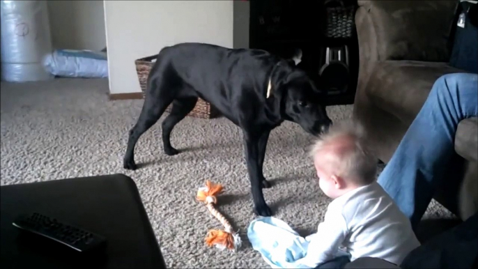 Un bébé plié de rire face à un chien très joueur.