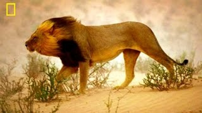 Documentário de Leōes Sobreviver no Deserto [National Geographic Documentário completo e d