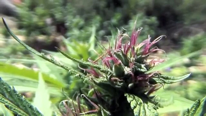 JAMAICA CANNABIS 2015   Everything about  Weed, Marijuana, Ganja Full Documentary HD ☮ FREEDOM TV