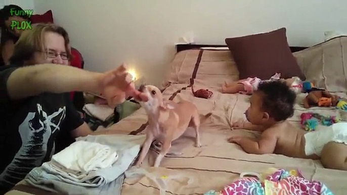 Best Of Funny Cats And Dogs Protecting Babies Compilation 2014 [NEW]