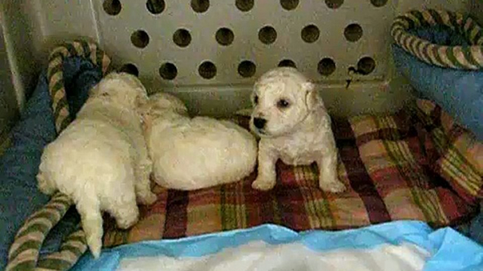 3 wk old Bichon Frise puppies finding voice